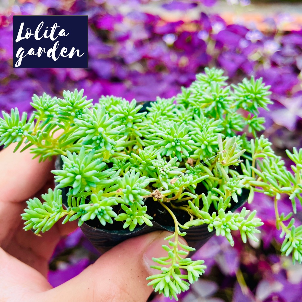 Sen đá sedum cơm Đà Lạt size bé cây cảnh trang trí nhà cửa Lolita garden