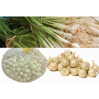 [FREESHIP 99K TOÀN QUỐC] HÀNH TĂM ( CỦ NÉN ) 500G