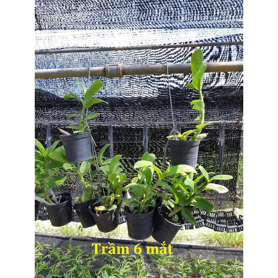 Cây lan trầm 6 mắt