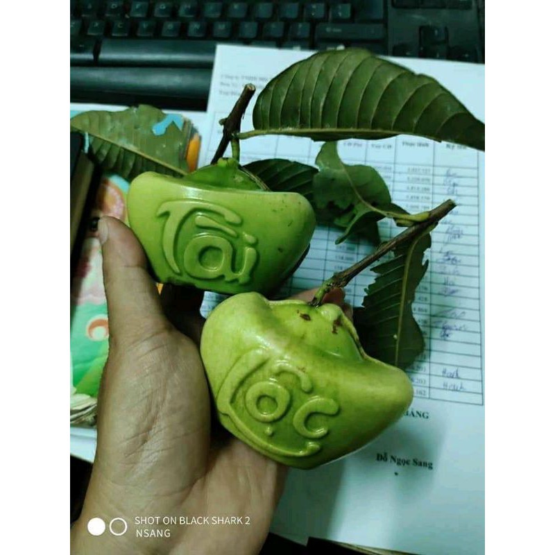 Khuôn  chữ thư pháp cho ổi. xoài. cam