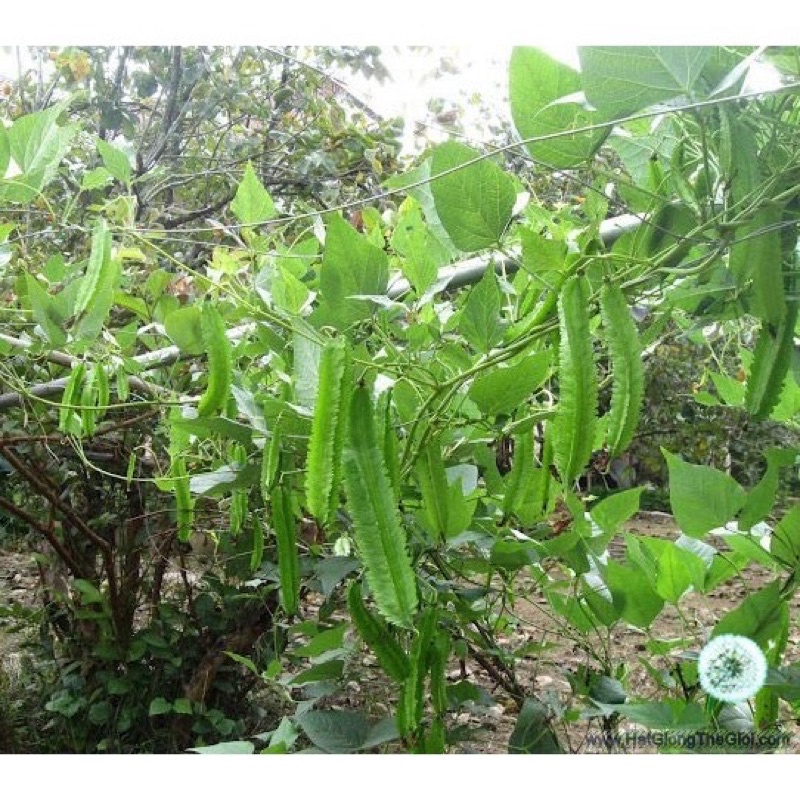 Hạt Giống Đậu Rồng, Đậu Khế | SL: 5GRAM