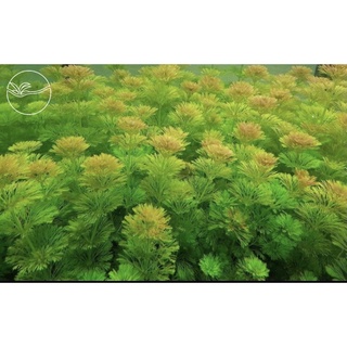 Limnophila Sessiliflora - Cây Tiểu Bảo Tháp - Cây Thủy Sinh Cắt Cắm Lá Cạn