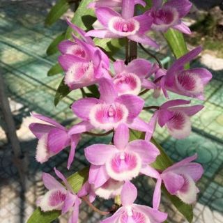 Phi điệp hồng ngọc