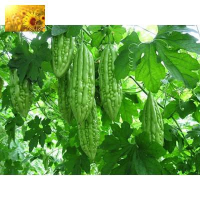 Hạt Giống Khổ Qua Xanh Cao Sản  - Năng Suất, Thanh Nhiệt  - MUA 3 TẶNG 1 CÙNG LOẠI