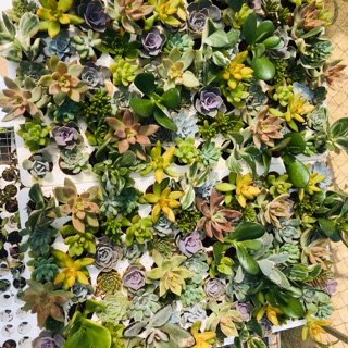 ☘️Combo sen vỉ LUCKY: 2 vỉ mix trên 20 loại.