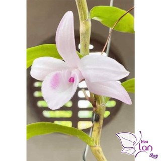 Lan Phi Điệp 🍀FREESHIP🍀 Hồng Minh Châu [ Ươm Kie ]