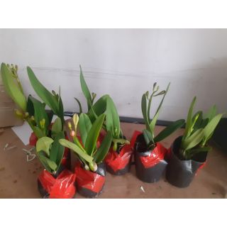 Hoa lan cát mini anna hoa thơm - hàng mới về