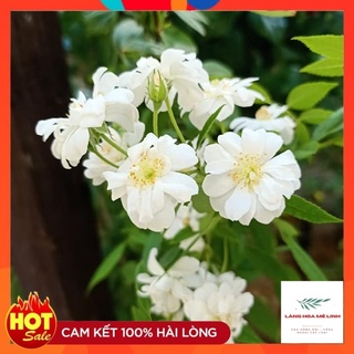 Hoa hồng leo ngỗng tuyết- snow goose -cây đang ra hoa - ảnh thật