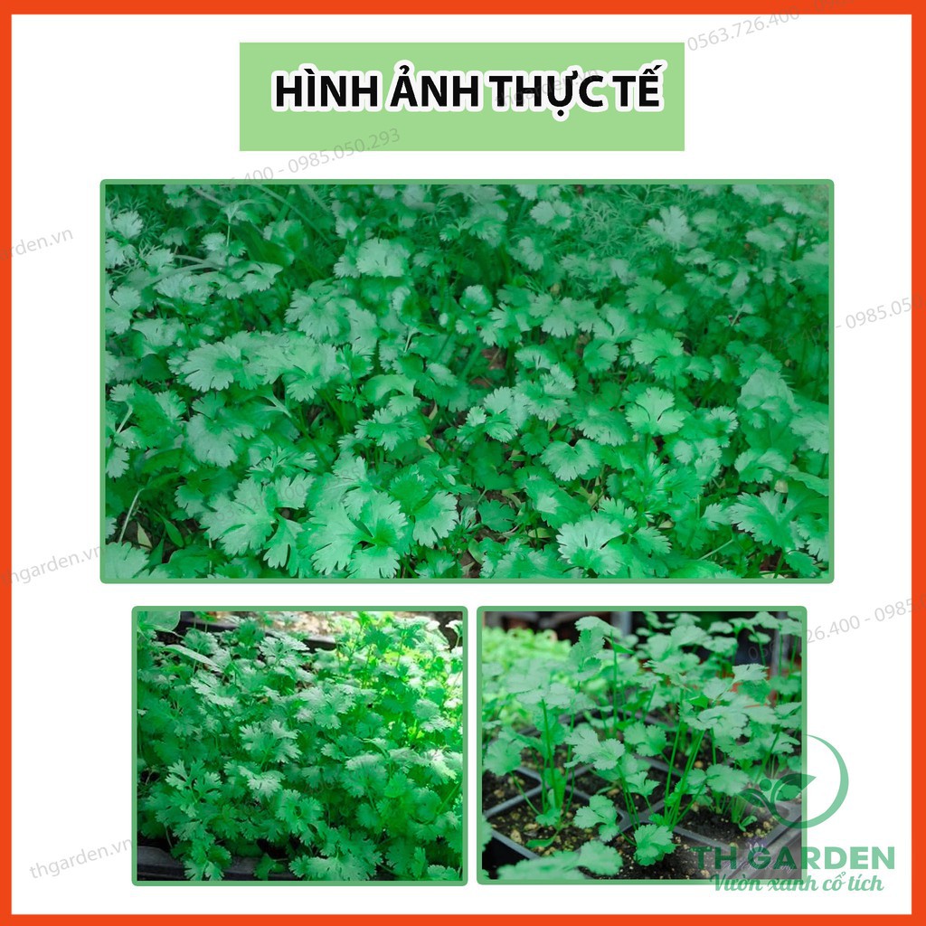50gr - Hạt Giống Mùi Ta  - Học Viện Nông Nghiệp Việt Nam