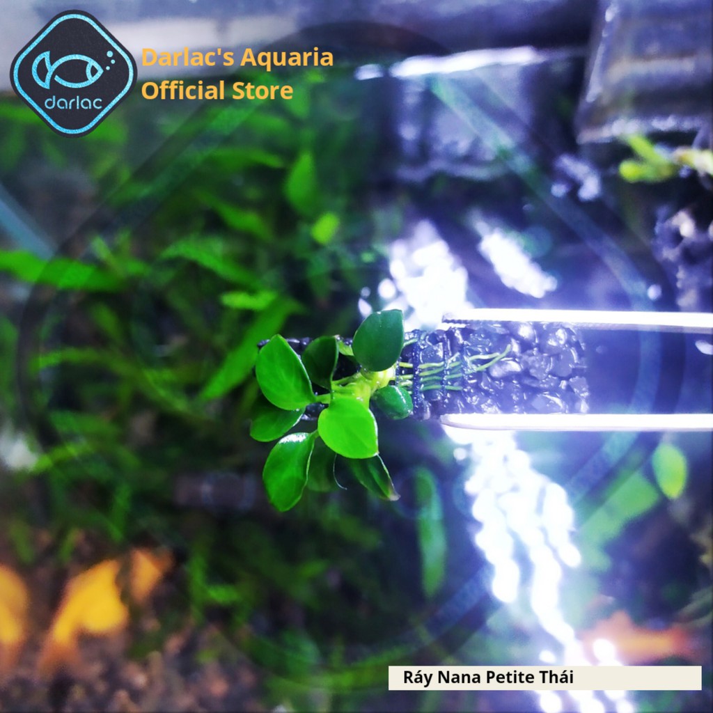 Ráy Nana Petite Thái full lá nước - Ráy Thái Darlac's Aquaria - Anubias Nana Petite