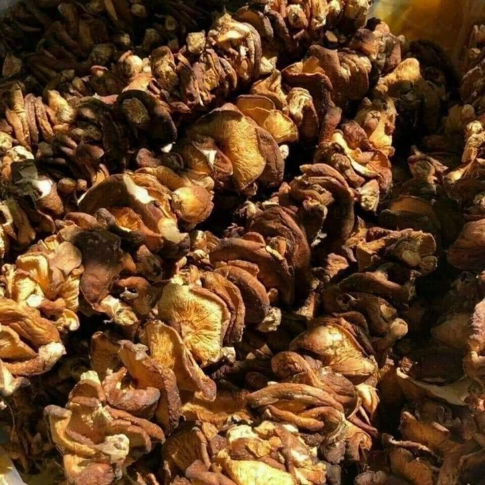 Nấm hương rừng khô Tây Bắc gói 500g hàng loại 1, nấm hương rừng  xiên que phơi khô tự nhiên thơm ngon