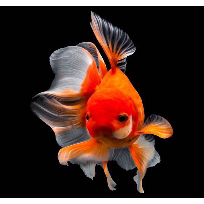 Cám cá vàng Hikari đỏ Goldfish Ex Color siêu tăng màu gói 100g