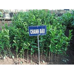 Cây Chanh Đào siêu sớm