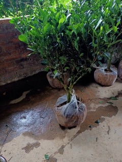 Cây chè xanh size nhỡ