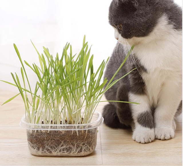 Trồng cỏ cho mèo cỏ lúa mì bộ kit dễ trồng tiêu hoá thải búi lông, sạch răng Con Mèo Xiêm