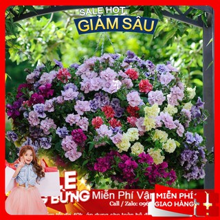 Hạt Giống Dạ Yến Thảo Mix - 15 hạt / Gói