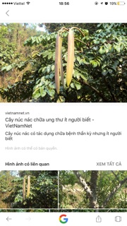 Vỏ Núc Nác Tắm Cho Bé
