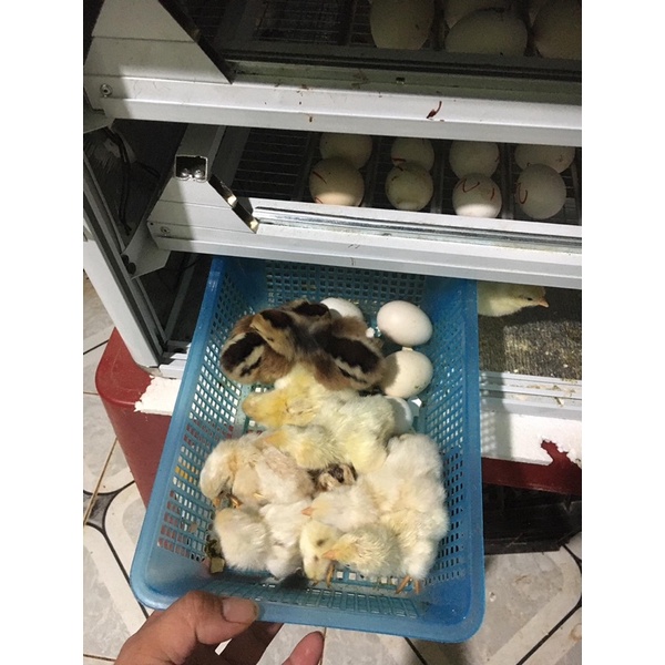 Máy Ấp Trứng Ánh Dương Đảo Tự Động 56 Trứng thùng hợp kim cao cấp