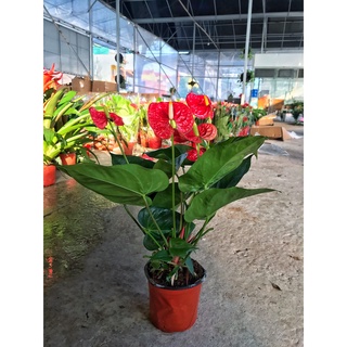 Cây hồng môn trồng đất ⚡️ FREE SHIP ⚡️ cây nhiều nhánh, hoa quanh năm, trang trí nội thất tiểu cảnh