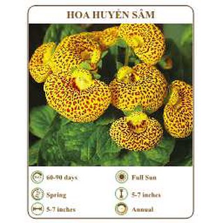 Hạt giống hoa huyền sâm - the xanh