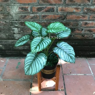 Cây Trầu Bà Lá Sọc Giả - Cây Lá Giả Trang Trí