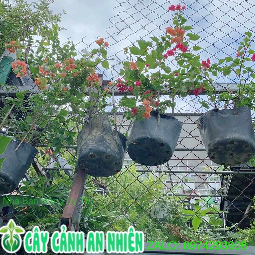 Hoa Giấy 120k/bụi