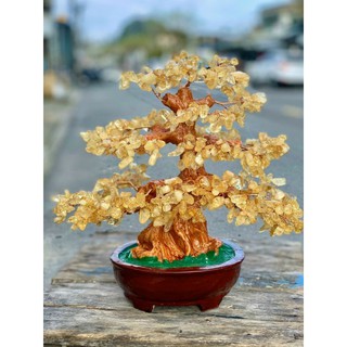 Cây tài lộc thạch_anh