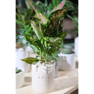 Chậu cây vạn lộc chậu men trứng cút vàng/hồng - Cây phong thuỷ - Cây mệnh hỏa - Giá rẻ nhất - Cây trong nhà