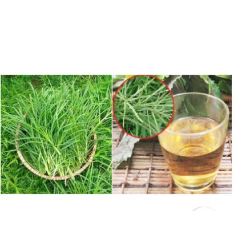 1kg cỏ mần trầu gội đầu, Thanh lọc cơ thể