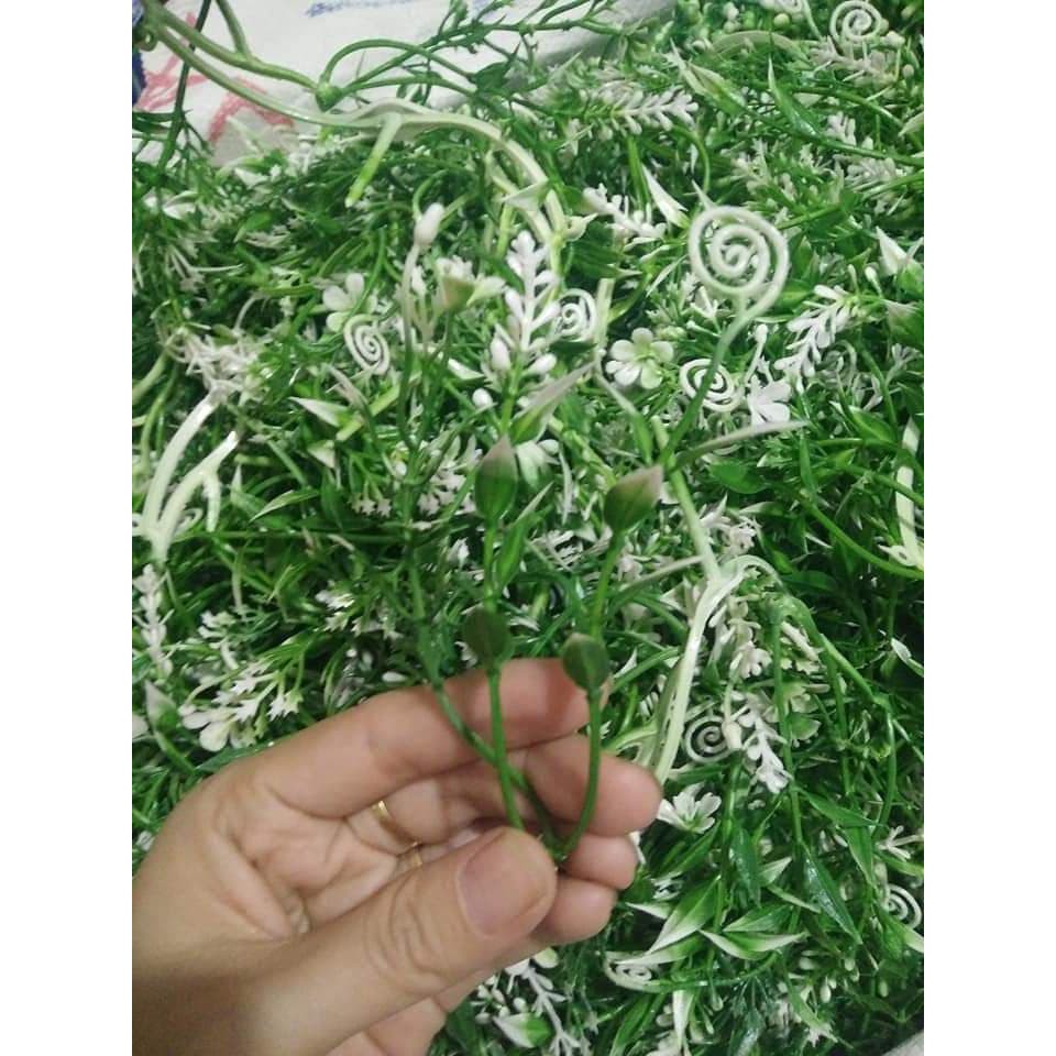 CỎ ĐIỂM KÝ- ĐIỂM DẤU HỎI