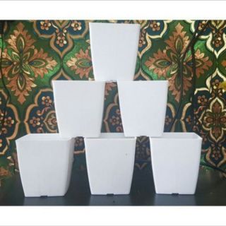 Chậu vuông 9cm trắng đẹp