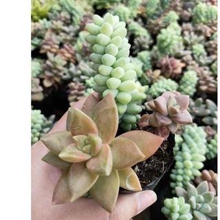 Sen đá CHUỖI NGỌC MIX - size mini - Vườn Đà Lạt
