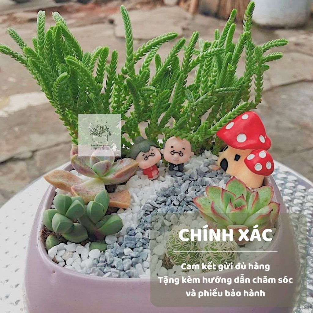 [Có bảo hành] Sen đá mini - Cỡ 6cm - Sen đá kim cương, đế vương, hoa hồng - Tiệm Thường Xuân