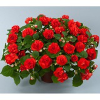 Hạt giống Mai địa thảo kép mix - Lucky