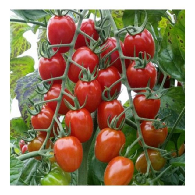 ( SIÊU RẺ ) Hạt giống cà chua bi chùm ( cà chua bi chuỗi ngọc) gói 30 hạt