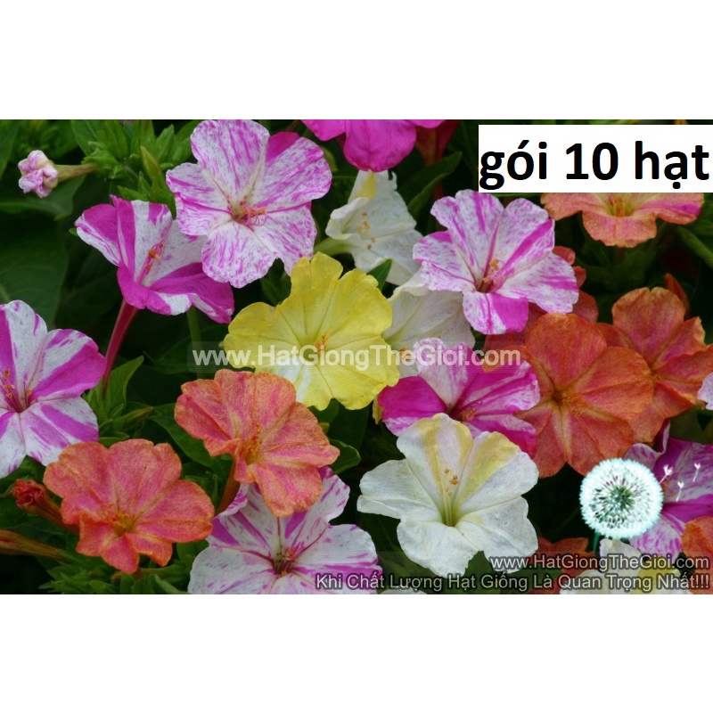 10h Hạt Giống Hoa Bông Phấn Bốn Giờ Cẩm Thạch Mix TG95
