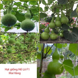 Hạt giống bầu hồ lô Bầu Đá
