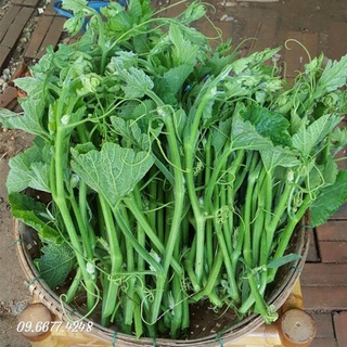 5Gram Hạt Giống Bầu Ngọn (Siêu đọt)