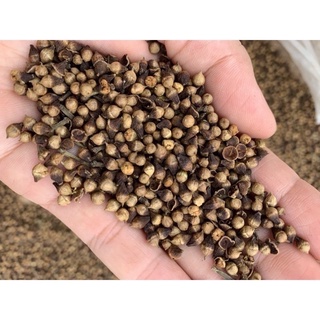 Nụ vối 1kg thơm sạch