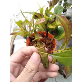 Nắp ấm các loại - nepenthes