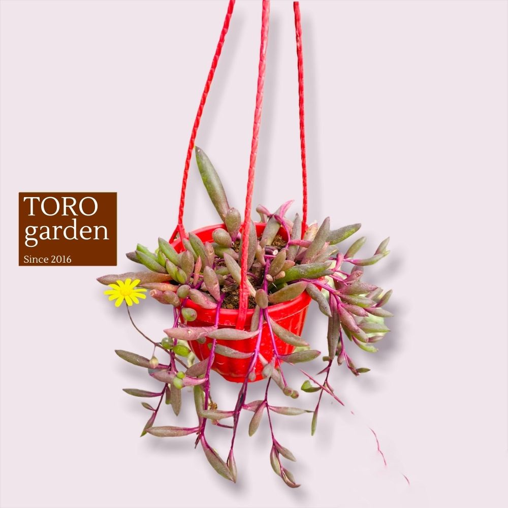Sen đá ruby necklace trồng chậu treo Đà Lạt size 9cm cây cảnh trang trí nhà cửa Toro garden