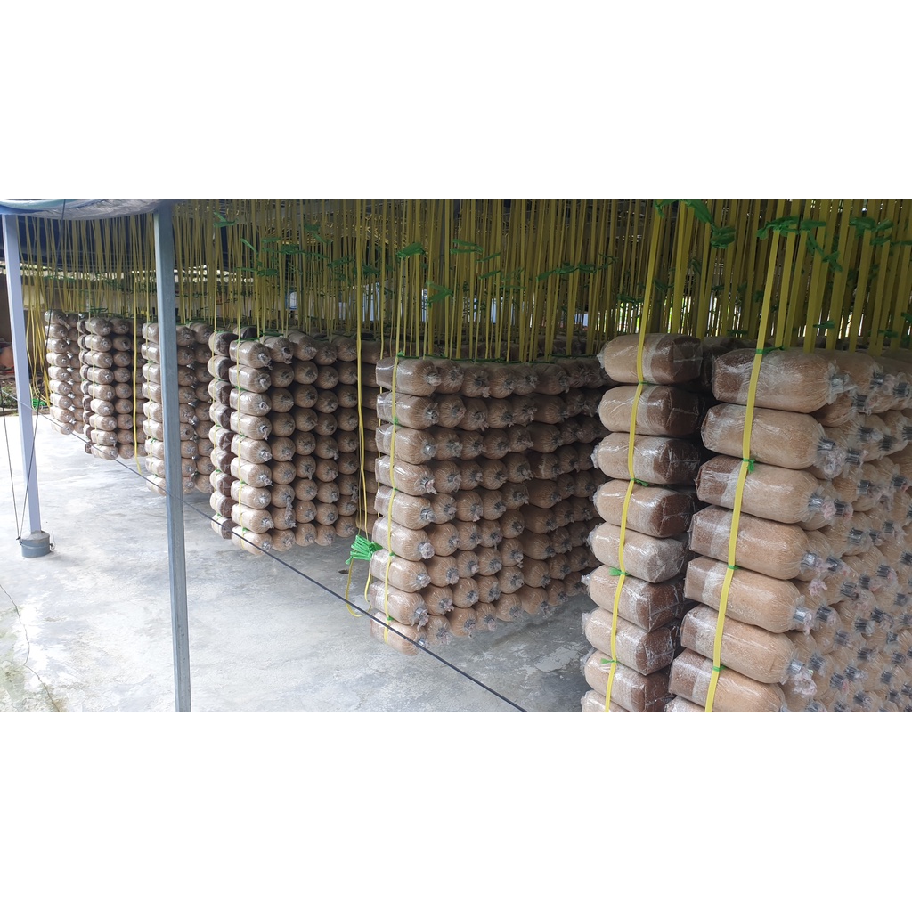 Nấm Linh Chi Đỏ Việt Nam Loại 500gr  giá 349k