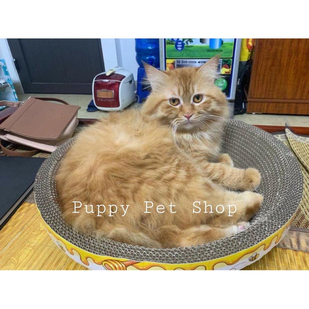 Cào móng giấy ổ tròn