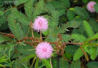 Cây mắc cỡ ( xấu hỗ ) phơi khô 1 ký