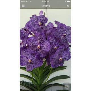 cây giống lan vanda, hàng nhập thái lan, đủ màu