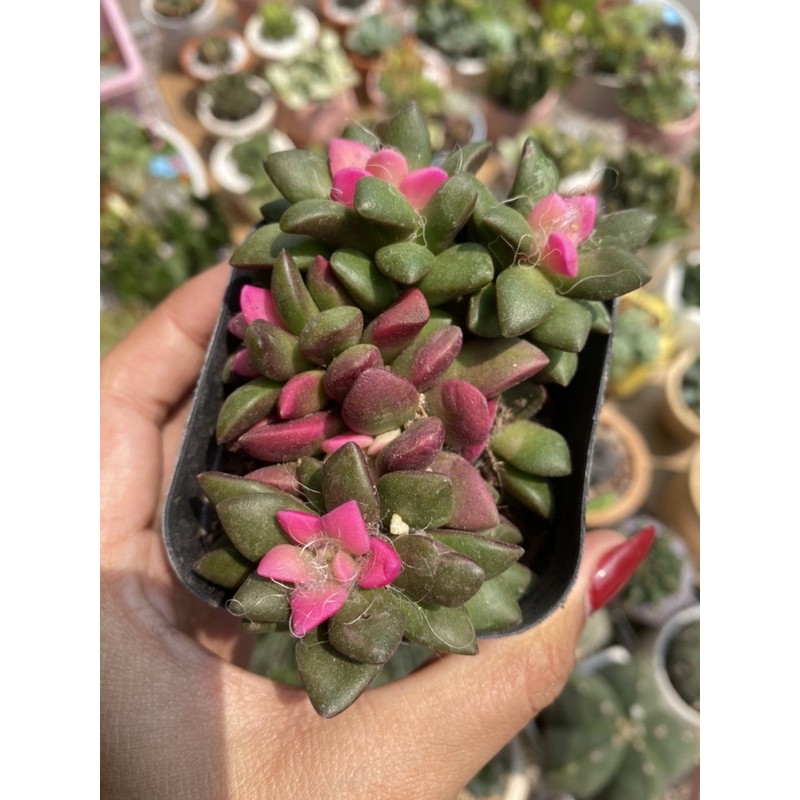 SEN ĐÁ HỒNG SAO BỤI 10CM LỚN