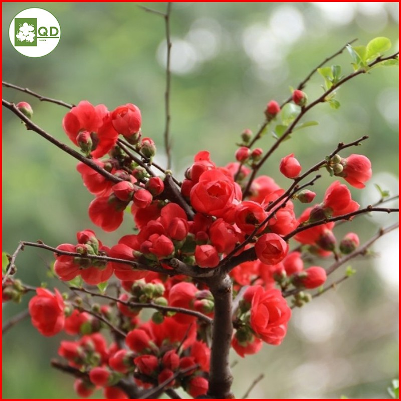 Cây hoa mai đỏ Nhật Bản cây cảnh chơi Tết nở chuẩn Tết âm hàng nguyên nụ đẹp - QD01