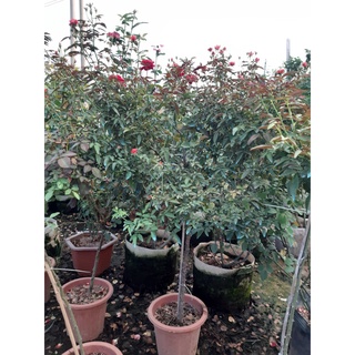 Cây Tree trứng siêu hoa dễ chăm sóc Hoa Siêu Đẹp -HoaTuoiMeLinh