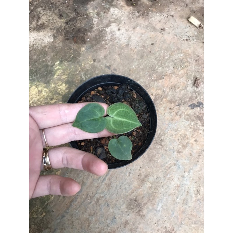Chậu mềm môn tim - Anthurium clarinervium