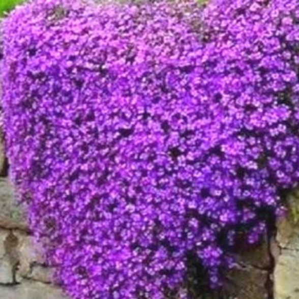 50h Hạt Giống Hoa Leo Đá Lâu Năm Chịu Hạn Aubrieta luckyseed hạt siêu rẻ
